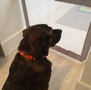 Barrière de Sécurité pour Animaux Domestiques