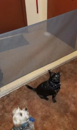 Barrière de Sécurité pour Animaux Domestiques
