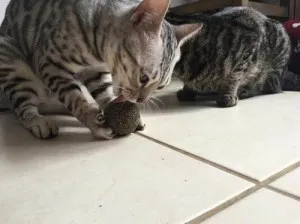 Boule d'herbe à chat