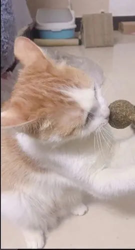 Boule d'herbe à chat