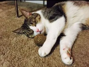 Boule d'herbe à chat
