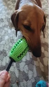 Brosse à Dents Pour Chien - DogsCare