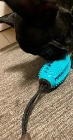 Brosse à Dents Pour Chien - DogsCare