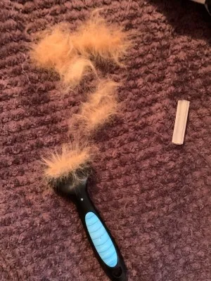 Brosse anti-poil - Recommandée par les vétérinaires