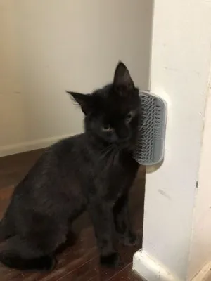 Brosse d'Angle Mural de Toilettage pour Chat