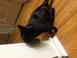 Brosse d'Angle Mural de Toilettage pour Chat