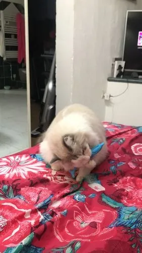 Brosse de toilettage Auto-nettoyante Pour Chat