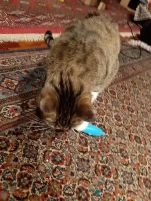 Brosse de toilettage Auto-nettoyante Pour Chat