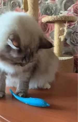 Brosse de toilettage Auto-nettoyante Pour Chat