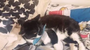 Brosse de toilettage Auto-nettoyante Pour Chat