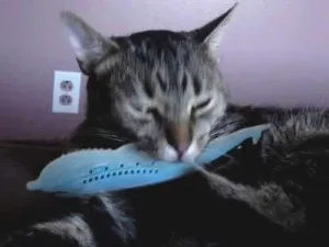 Brosse de toilettage Auto-nettoyante Pour Chat