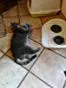 Brosse de toilettage Auto-nettoyante Pour Chat