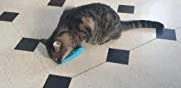 Brosse de toilettage Auto-nettoyante Pour Chat