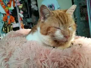 Coussin Lit Pour Chat Et Chien