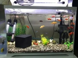 Cube Purificateur d'Eau Eco-Aquarium