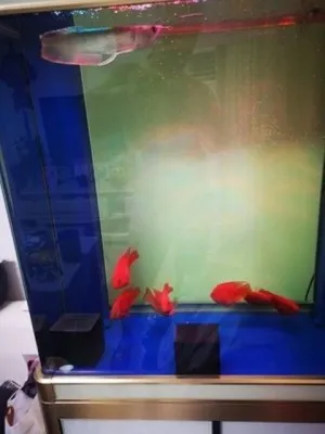 Cube Purificateur d'Eau Eco-Aquarium