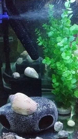 Cube Purificateur d'Eau Eco-Aquarium