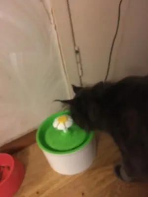Fontaine pour chat