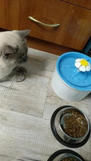 Fontaine pour chat