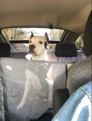 Housse de Siège Pour Chien