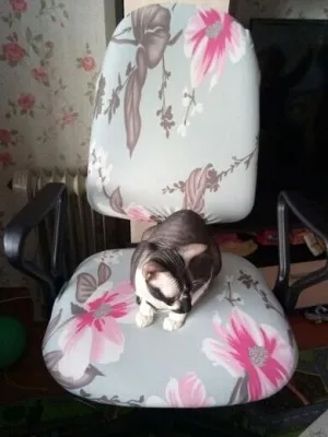 Housse Extensible Décorative Pour Chaise De Bureau