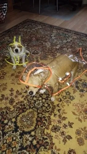 Imperméable Transparent Pour Chien