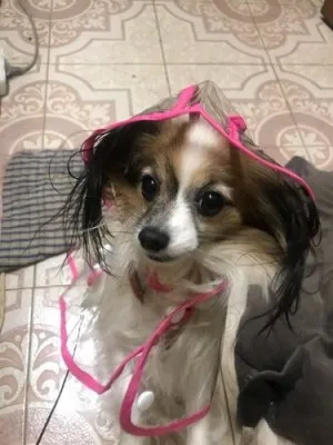 Imperméable Transparent Pour Chien