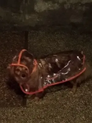 Imperméable Transparent Pour Chien