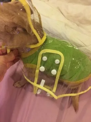 Imperméable Transparent Pour Chien