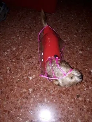 Imperméable Transparent Pour Chien