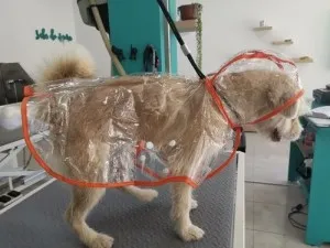 Imperméable Transparent Pour Chien