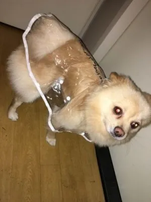 Imperméable Transparent Pour Chien