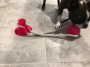 Jouet à Mâcher pour Chien - Spécial Molaire Délicate