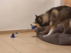Jouet à Mâcher pour Chien - Spécial Molaire Délicate