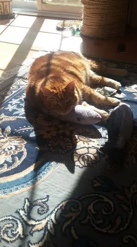 Jouet Poisson Pour Chat Ultra-réaliste