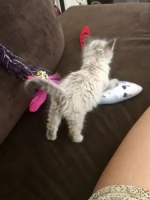 Jouet Poisson Pour Chat Ultra-réaliste