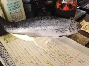 Jouet Poisson Pour Chat Ultra-réaliste