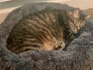 Lit En Peluche Doux Et Moelleux - Pour Chat Et Chien