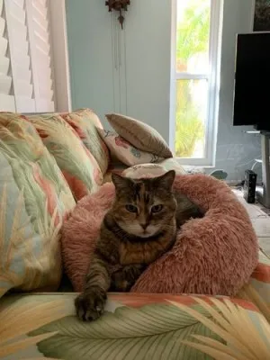 Lit En Peluche Doux Et Moelleux - Pour Chat Et Chien