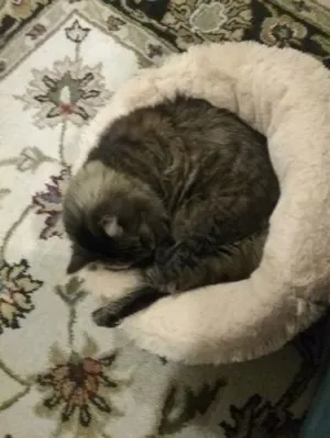 Lit En Peluche Doux Et Moelleux - Pour Chat Et Chien