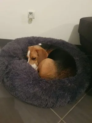 Lit En Peluche Doux Et Moelleux - Pour Chat Et Chien