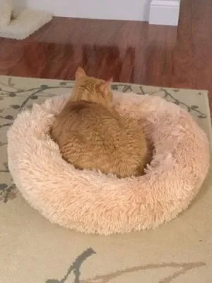 Lit En Peluche Doux Et Moelleux - Pour Chat Et Chien
