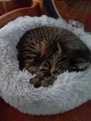 Lit En Peluche Doux Et Moelleux - Pour Chat Et Chien