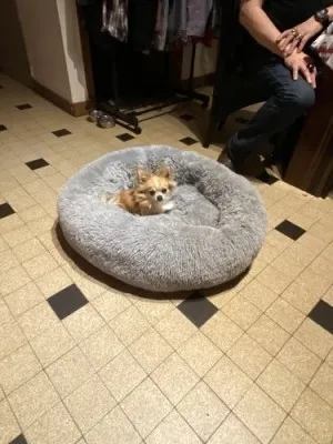 Lit En Peluche Doux Et Moelleux - Pour Chat Et Chien