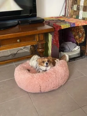 Lit En Peluche Doux Et Moelleux - Pour Chat Et Chien