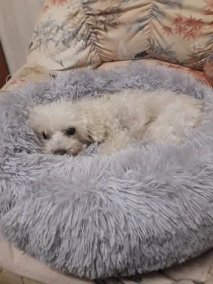 Lit En Peluche Doux Et Moelleux - Pour Chat Et Chien