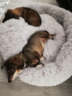 Lit En Peluche Doux Et Moelleux - Pour Chat Et Chien