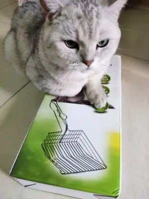 Pelle à Litière Pour chat