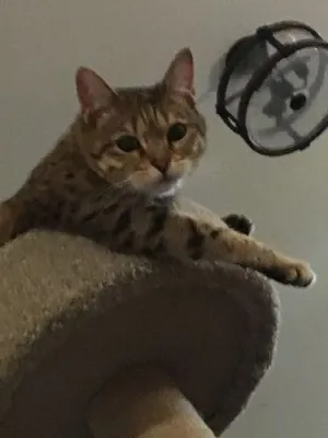 Pelle à Litière Pour chat