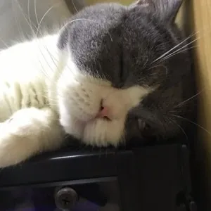 Pelle à Litière Pour chat